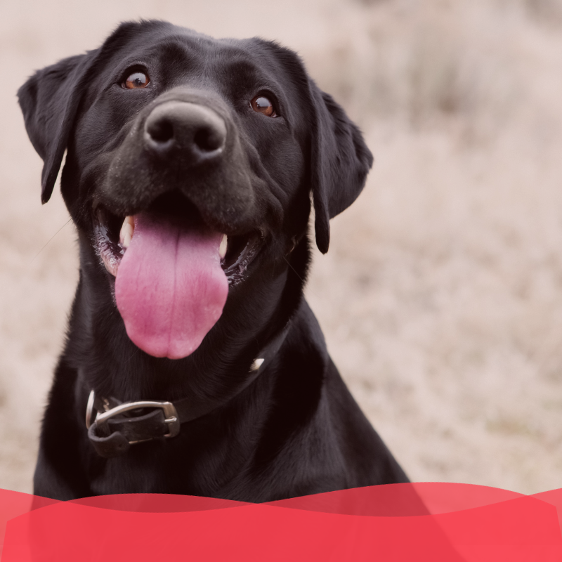 Banner Plan diamante perro adulto - Animal services