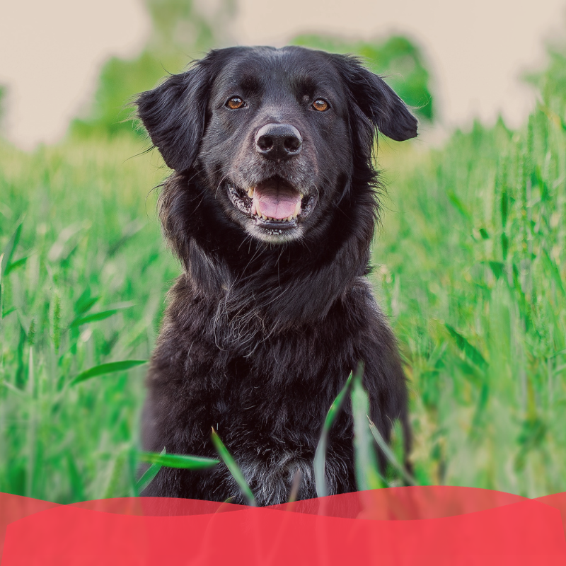 Banner Plan oro perro adulto - Animal services