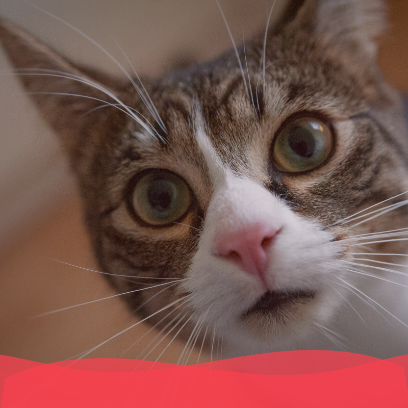 Banner Plan diamante gato adulto - Animal services