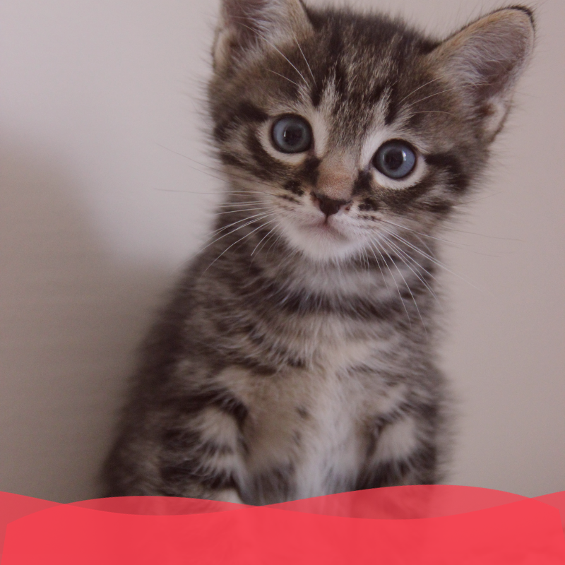 Banner Plan diamante gatito - Animal services