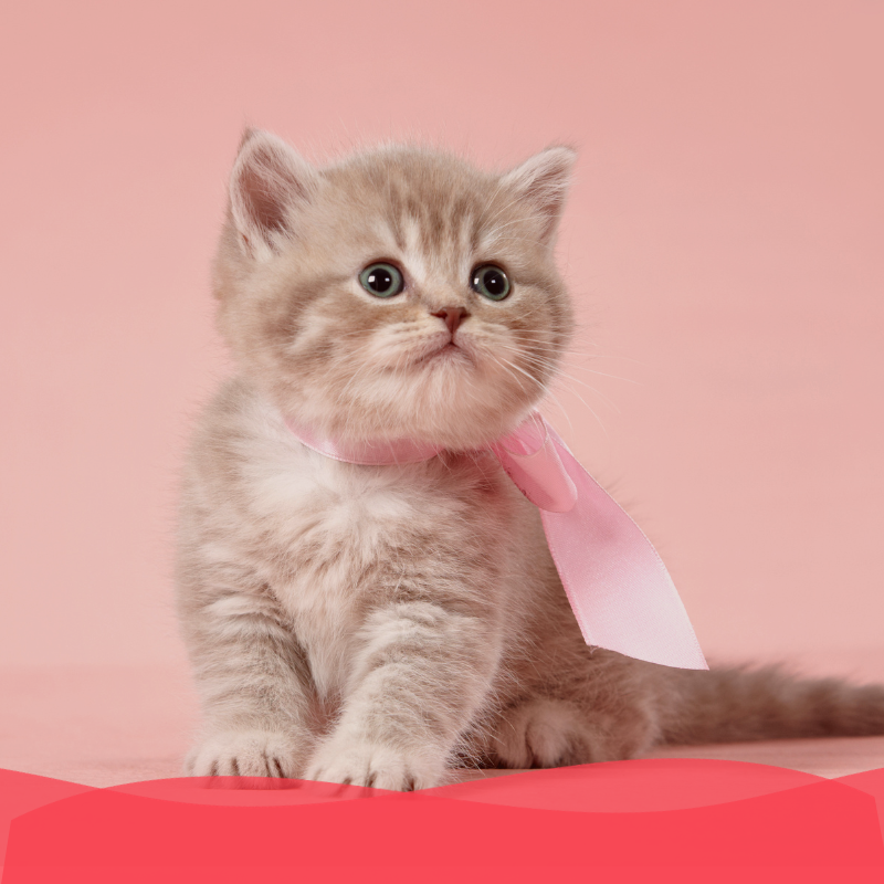 Banner Plan oro gatito - Animal services