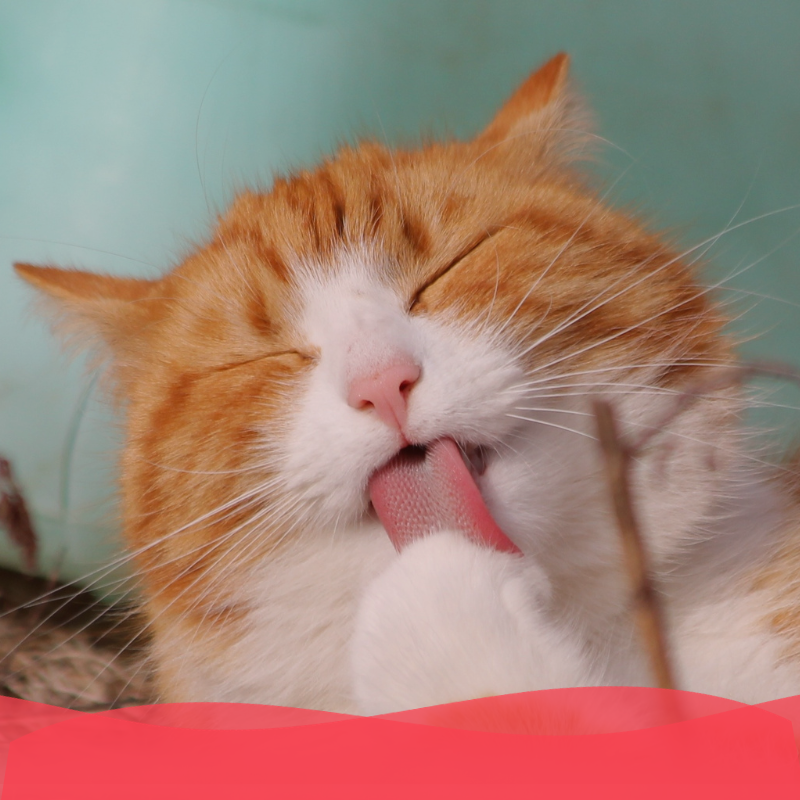 Banner Plan oro gato adulto - Animal services